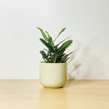 Load image into Gallery viewer, A grey coffee mug-shaped planter pot with a glossy finish. The planter pot includes a drainage hole.
