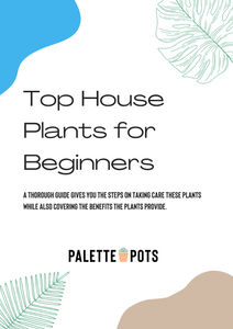 Top House Plants for Beginners - eBook