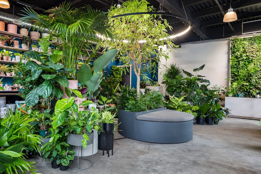 Top Favorite Plant Shops in NYC