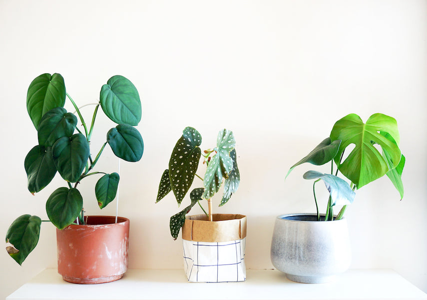 3 tips for growing Plants Indoors