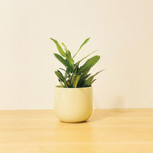 Load image into Gallery viewer, A beige coffee mug-shaped planter pot with a glossy finish. The planter pot includes a drainage hole.
