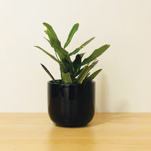 Load image into Gallery viewer, A black coffee mug-shaped planter pot with a glossy finish. The planter pot includes a drainage hole.
