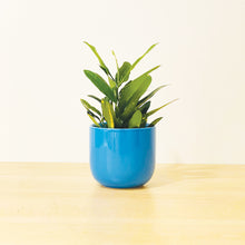 Load image into Gallery viewer, A blue coffee mug-shaped planter pot with a glossy finish. The planter pot includes a drainage hole.
