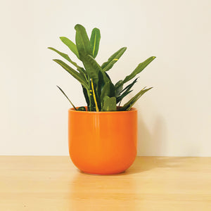 An orange coffee mug-shaped planter pot with a glossy finish. The planter pot includes a drainage hole.