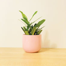 Load image into Gallery viewer, A pink coffee mug-shaped planter pot with a glossy finish. The planter pot includes a drainage hole.
