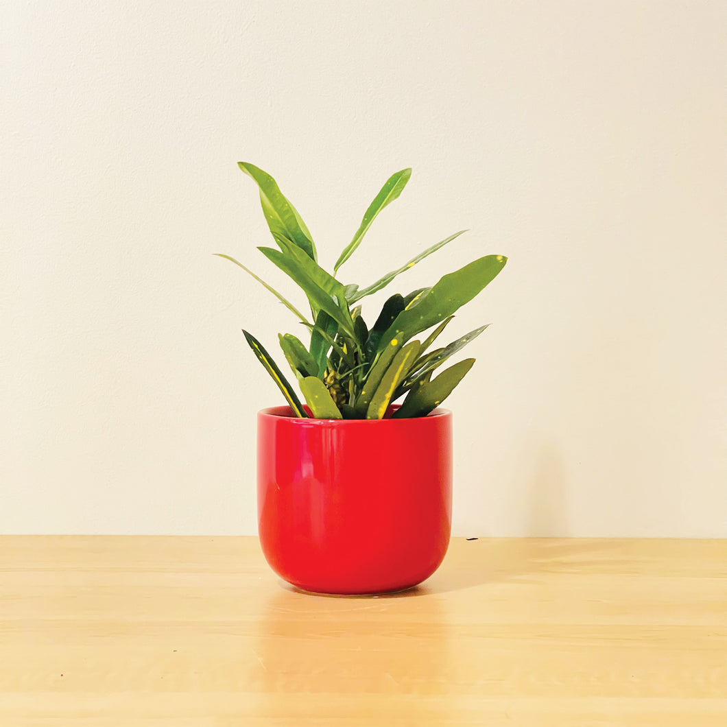 A bright red coffee mug-shaped planter pot with a glossy finish. The planter pot includes a drainage hole.
