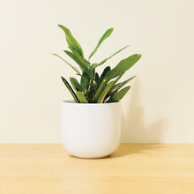 Load image into Gallery viewer, A white coffee mug-shaped planter pot with a glossy finish. The planter pot includes a drainage hole.
