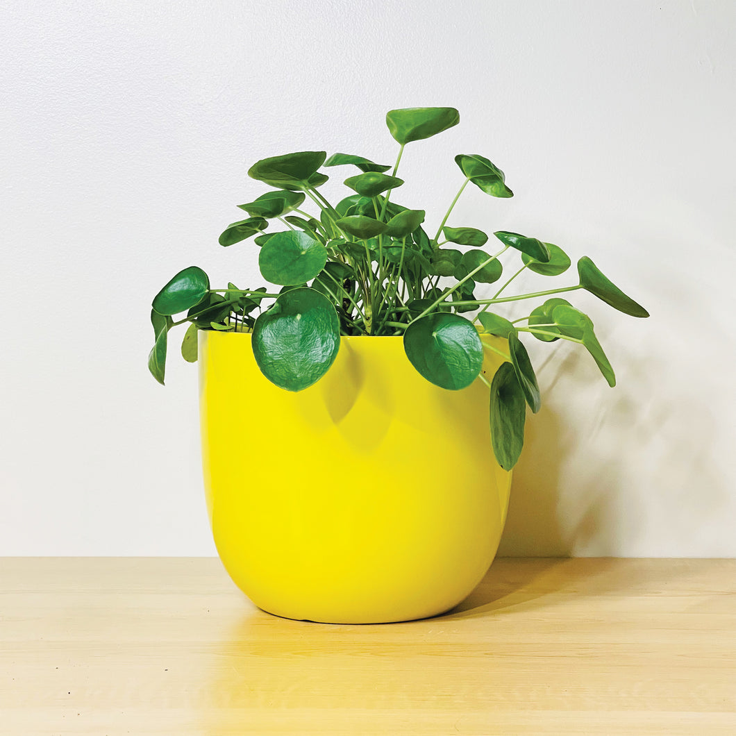 A bright yellow coffee mug-shaped planter pot with a glossy finish. The planter pot includes a drainage hole.
